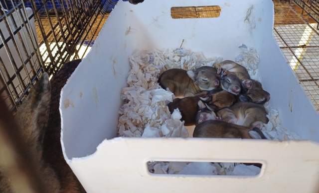 bunnies